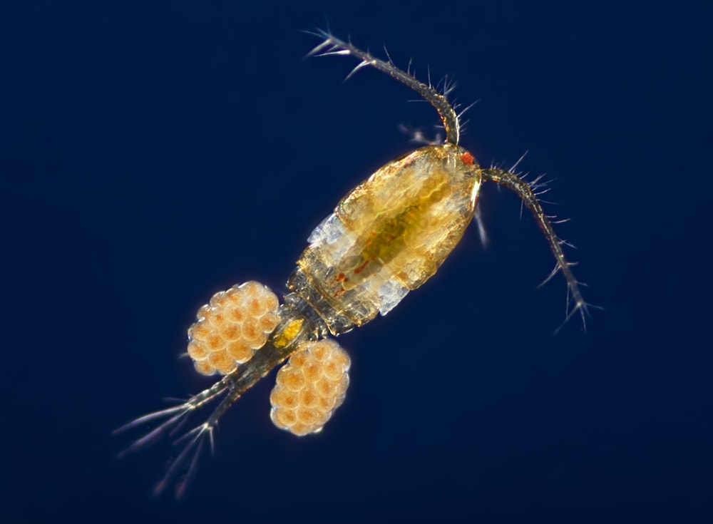 One of the copepods we offer, the apocyclops!