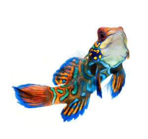 Blue Mandarin