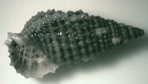 Cerithium 3