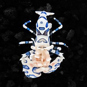 manbetx3.0最新A photo of a Captive Bred Harlequin Shrimp Hymenocera elegans by aquatic technology on a black background for sale at AlgaeBarn