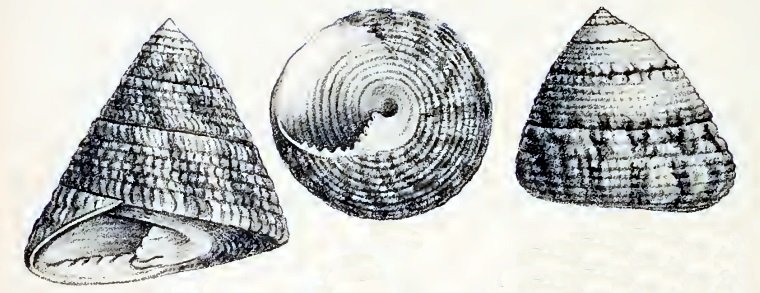 The intricately patterned trochus snail