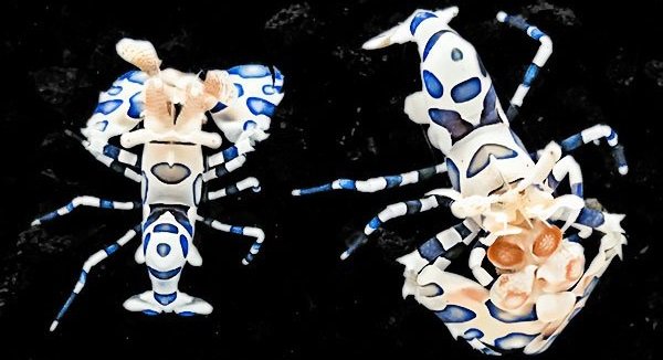 Harlequin shrimp are incredible hunters!