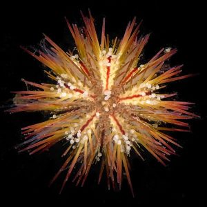 manbetx3.0最新pincushion urchin lytechinus variegatus reef safe and captive bred by ora for sale at algaebarn