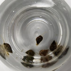 Nassarius Snails from a top view.5 Snails in a Jar