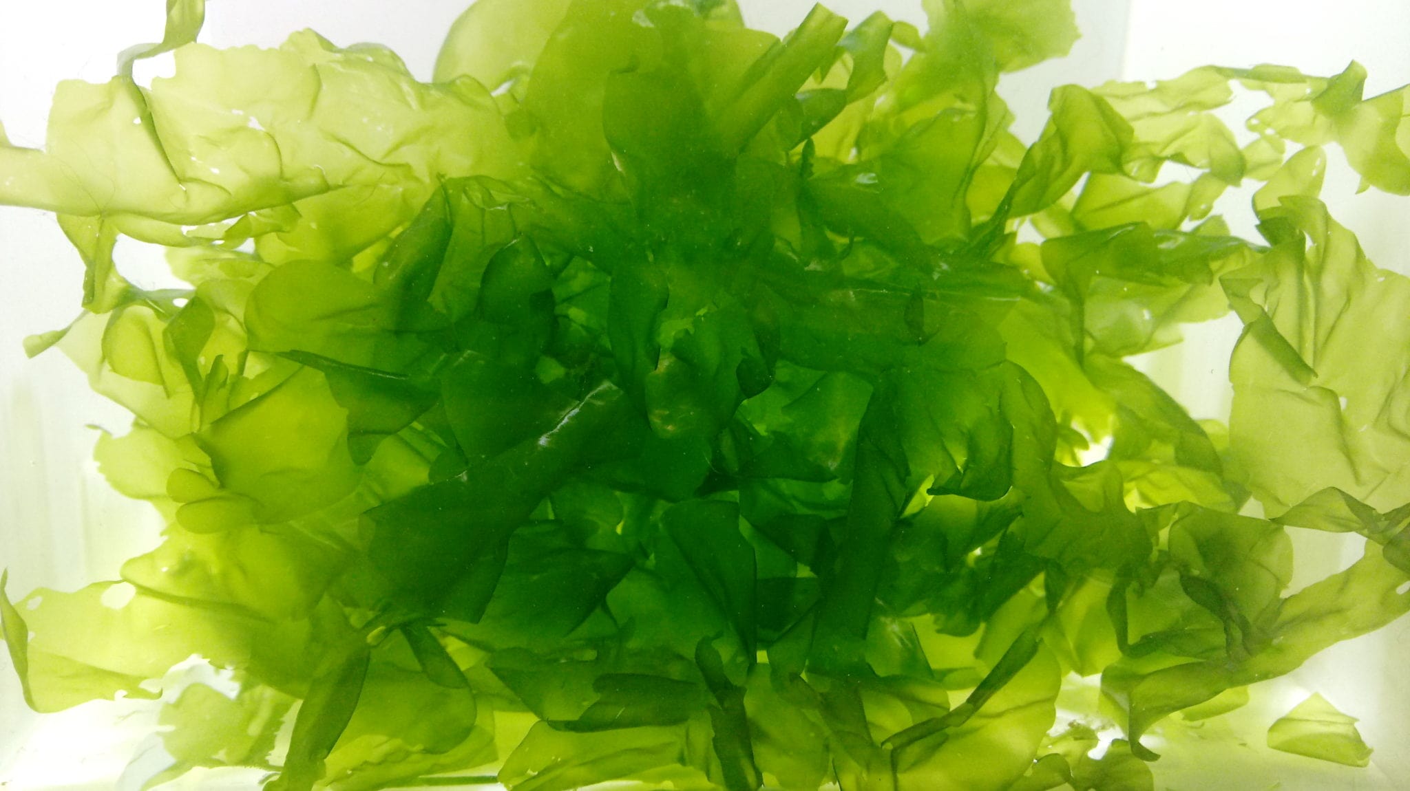 manbetx3.0最新Clean Sea Lettuce direct from our Algae Farm, perfect for your refugium!