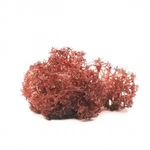 manbetx3.0最新Dragons Tongue macroalgae