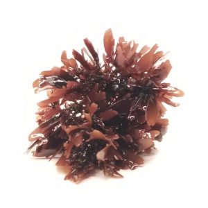 manbetx3.0最新leafy sphere Ogo Macroalgae at AlgaeBarn