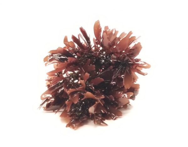 manbetx3.0最新leafy sphere Ogo Macroalgae at AlgaeBarn