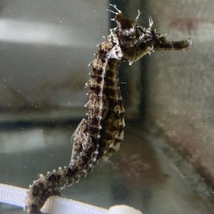 Captive Bred Lined Seahorses