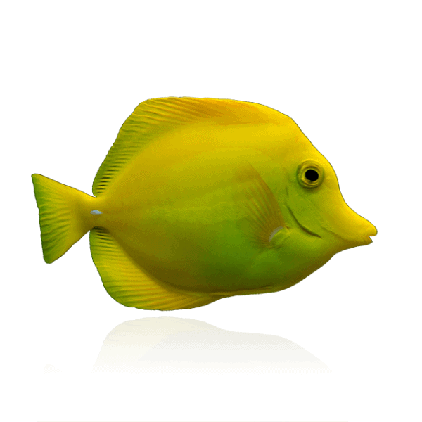 Captive Bred Yellow Tangs by BIOTA