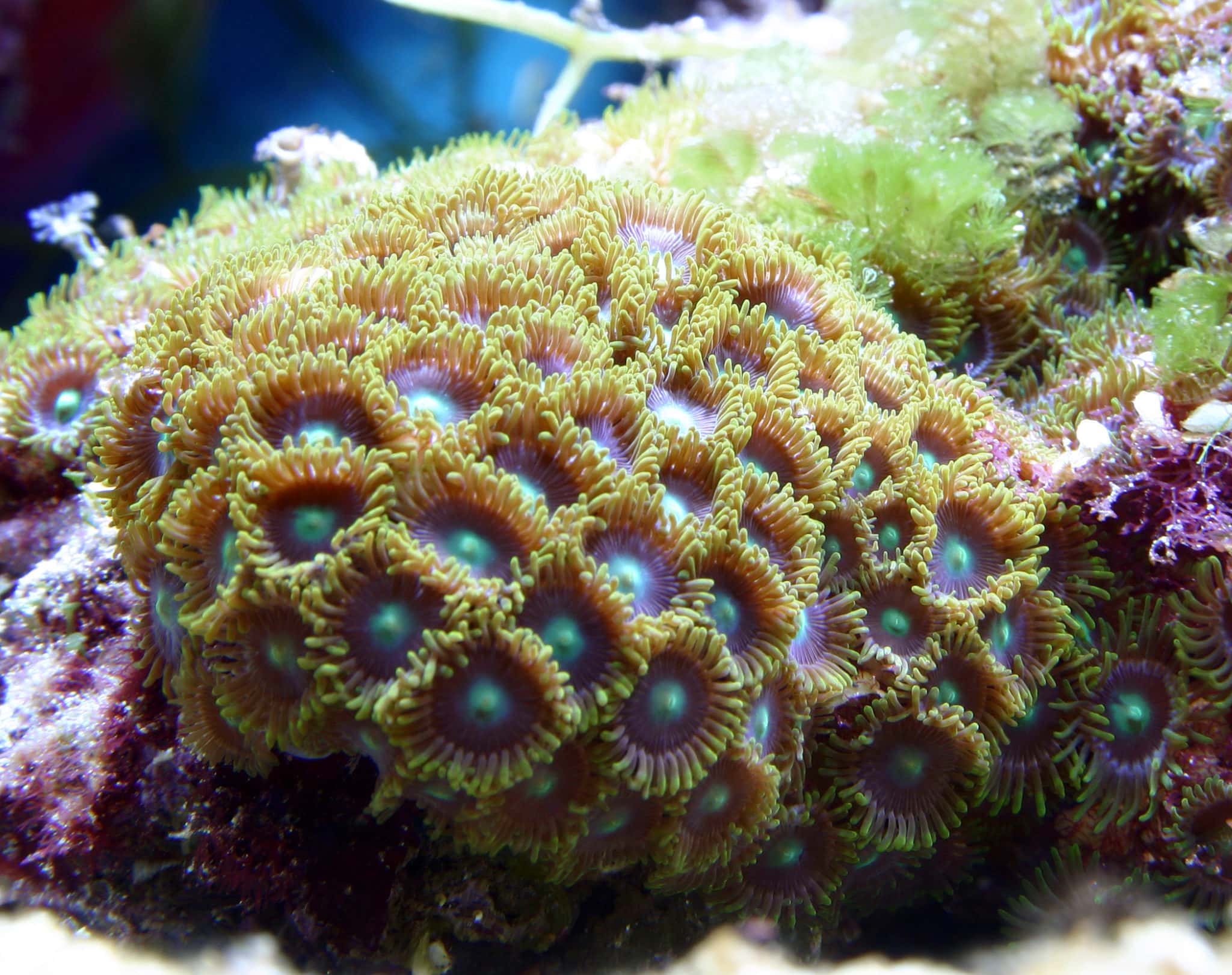 manbetx3.0最新Beautiful Zoanthid Polyps Growing side by side with algae