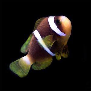 The Blue Stripe Clownfish