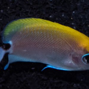 A tiny but Beautiful Swallowtail Angelfish