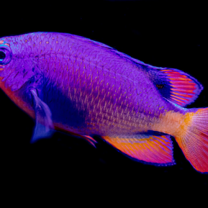 BIOTA Orangetail Damsel