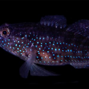 BIOTA Captive Bred Starry Goby