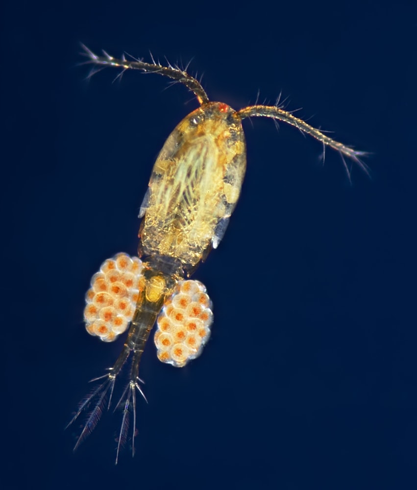 Apocyclops Copepod Acclimation