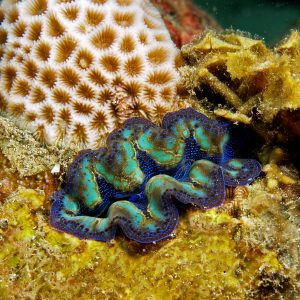 APP版下载Crocea Clams are Beautiful Multicolored giant clams