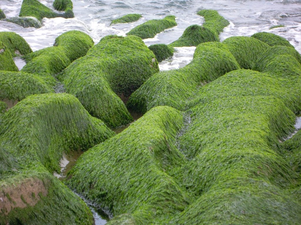 manbetx3.0最新algae blankets these rocks in green!