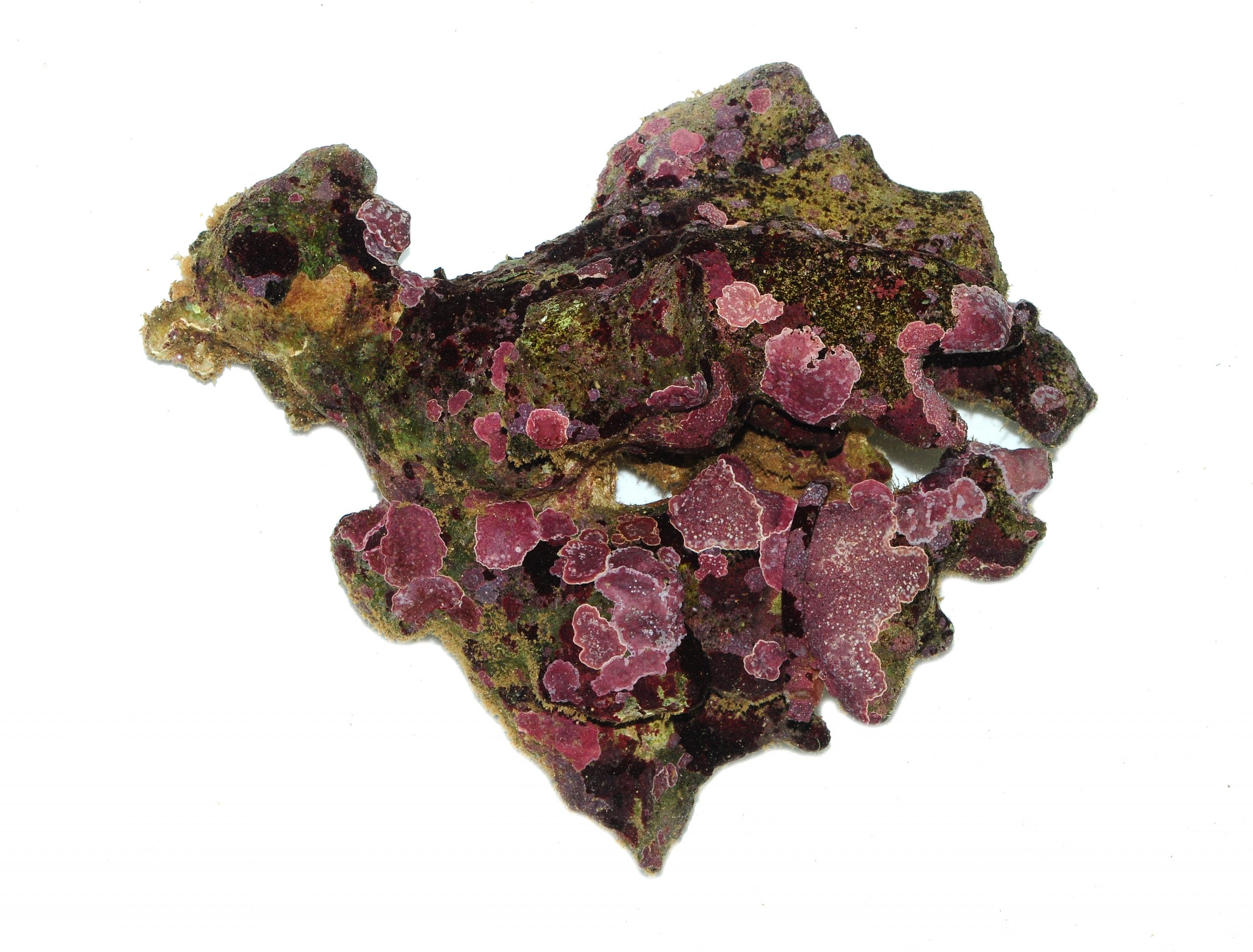 manbetx3.0最新Coralline Algae Encrusted Rcok