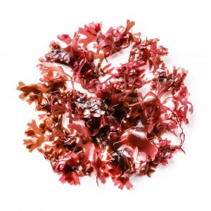 manbetx3.0最新a beautiful red macroalgae