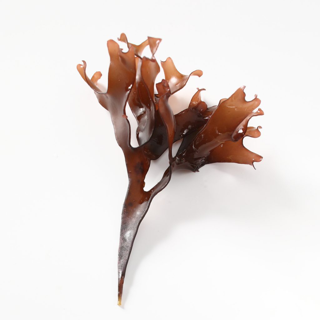 manbetx3.0最新A brown Macroalgae