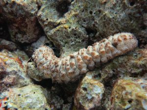 an important detritivore in a marine aquarium