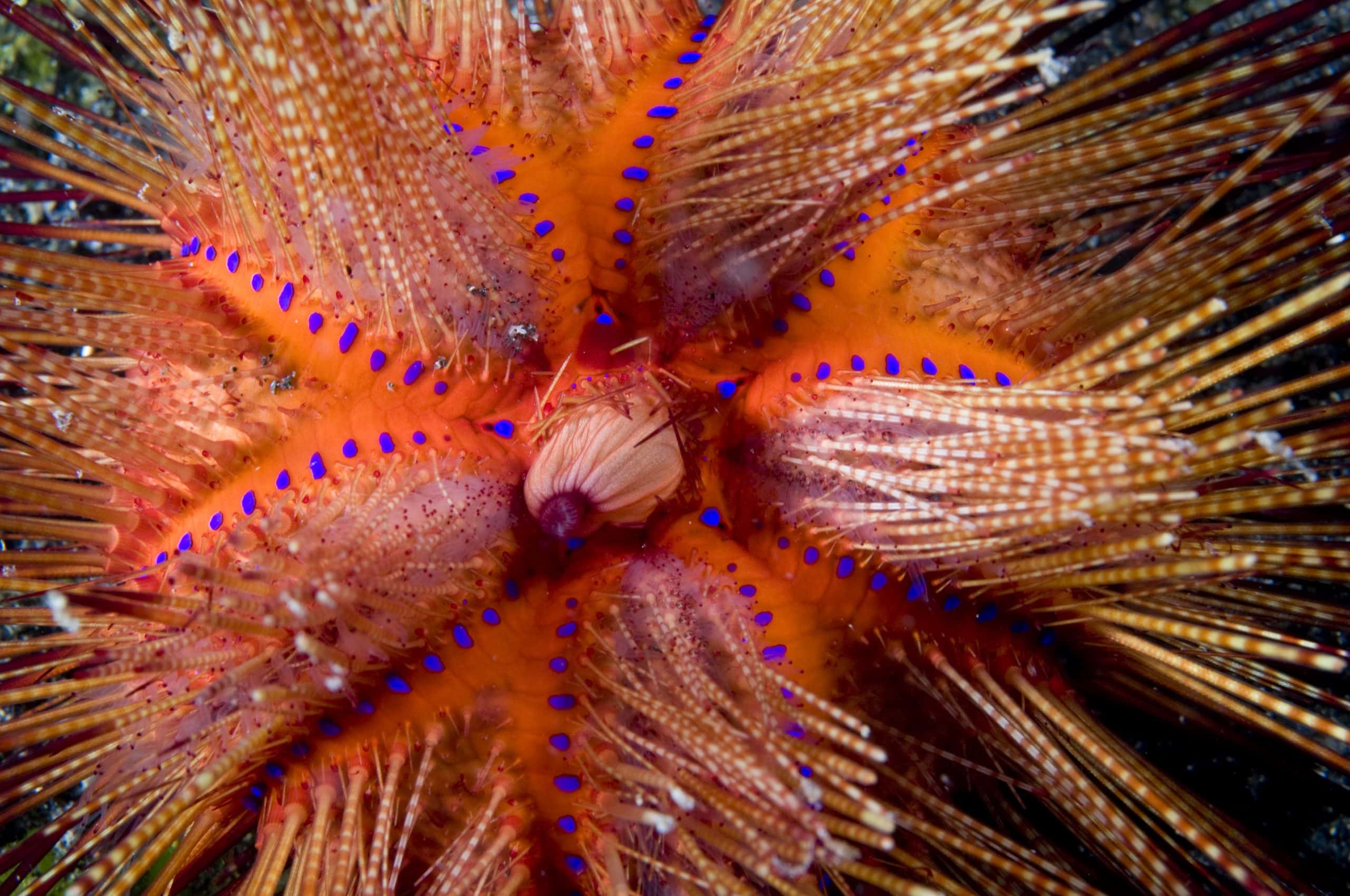 Urchins are a wild animal to keep!