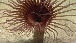 A tube anemone looking for food!