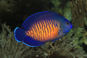 A Beautiful Captive Bred Coral Beauty Angelfish