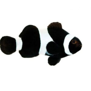 Captive Bred Black Ocellaris Clownfish